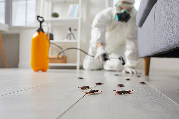 Post-Treatment Bed Bug Interceptor Monitoring in Somerville